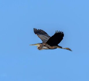 Airone rosso (Ardea purpurea) Purple Heron Airone rosso (Ardea purpurea) Purple Heron