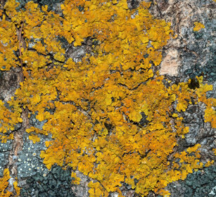 licheni, lichens