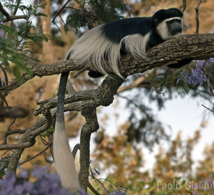 Guereza bianco e nero (Colobus guereza) Abyssinian Black-and-white Colobus monkey, lago Awasa, lake Awasa