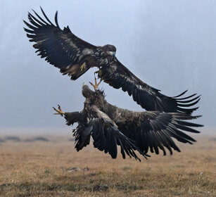 Aquile di mare (Haliaeetus albicilla) White-tailed Eagles, Polonia, Poland