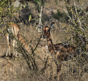Impala (Aepyceros melampus) PN Kruger, Kruger NP