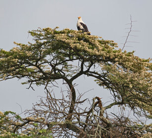 Avvoltoio delle palme Uganda