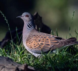 Tortora (Streptopelia turtur) Turtle Dove Tortora (Streptopelia turtur) Turtle Dove