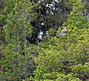 Gallo cedrone f., female Capercaillie Finlandia, Finland Gallo cedrone f., female Capercaillie Finlandia, Finland