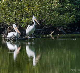 Pellicani ricci, Dalmatian Pelicans