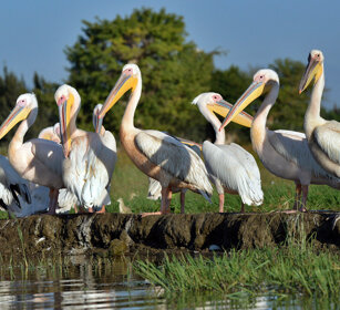 Pellicani (Pelecanus onocrotalus) Great White Pelicans, lago Zway, lake Zway