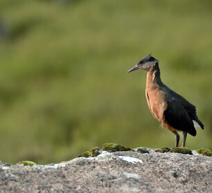 Rallo di Rouget (Rougetius rougetii) Rouget's Rail montagne Bale, Bale mountains