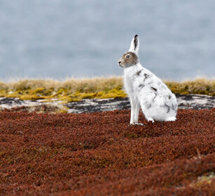 Lepre variabile, Mountain Hare Norvegia, Norway, Varanger Lepre variabile, Mountain Hare Norvegia, Norway, Varanger