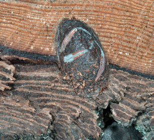 bozzolo di Arpia (Cerura vinula), Puss Moth cocoon