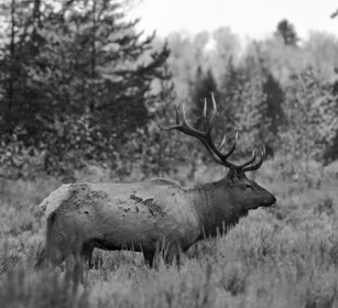 Cervo canadese, Wapiti, Yellowstone