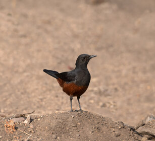 Storno alirosse africano (Onychognathus morio) Red-winged Starling, Kruger NP