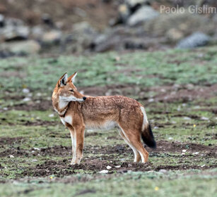 Lupo del Simien (Canis simiensis), Simien Wolf Sanetti plateau