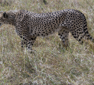 Ghepardo (Acinonyx jubatus), Cheetah parco nazionale del Serengeti, Serengeti NP