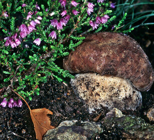 Porcino, Edible boletus Cantalupa (To), Piemonte