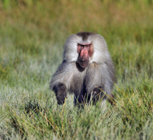 maschio di Amadriade, male Amadryas Baboon parco Awash, Awash NP