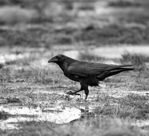 Corvo imperiale, Raven Finlandia, Finland