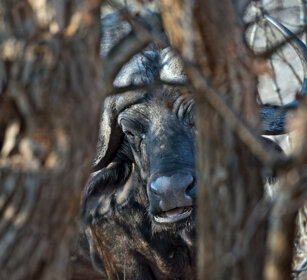 Bufalo africano (Syncerus caffer) African Buffalo, Kruger NP