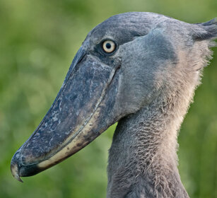 Becco a scarpa Uganda