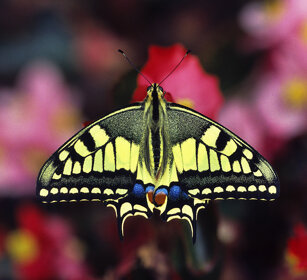 Macaone (Papilio machaon), Swallow-tail