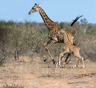 Giraffe sudafricane, (Giraffa camelopardalis g.) South African Giraffes, Kruger NP