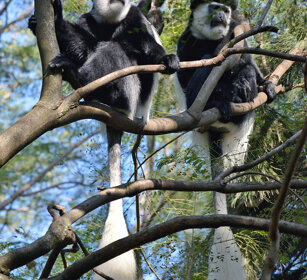 Guereza bianco neri con piccolo (Colobus guereza) Abyssinian Black-and-white Colobus monkeys with its cub, lago Awasa, lake Awasa