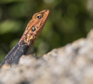 Agama delle rocce (Agama planiceps) Namibian Rock Agama