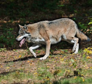 Lupo (Canis lupus), Wolf Bayerischerwald, Germania, Germany