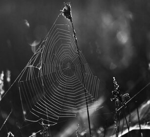 ragnatela, cobweb