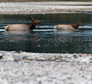 females Wapiti, Banff NP