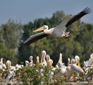 Pellicani, Pelecanus onocrotalus Great White Pelicans, lago Zway, lake Zway