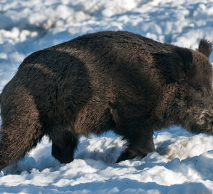 Cinghiale (Sus scropha), Wild Boar Valle d'Aosta, Aosta Valley