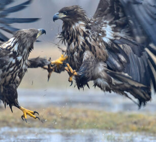 Aquile di mare (Haliaeetus albicilla) White-tailed Eagles, Polonia, Poland
