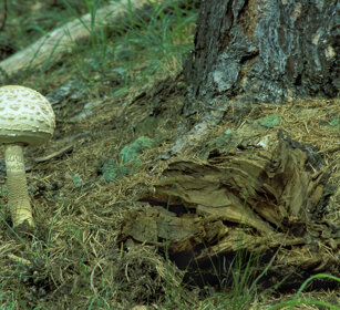Mazza di tamburo (Macrolepiota crocera) Parasol mushroom