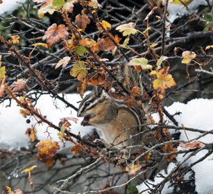 Ground Squirrel, Banff NP