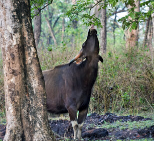 Bisonte indiano (Bos saurus), Indian Bison or Gaur Nagarhole NP, Karnataka