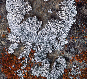 Licheni, lichens Rochemolles (To), Piemonte