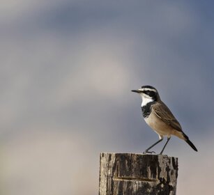 Monachella pileata (Oenanthe pileata) Capped Wheatear