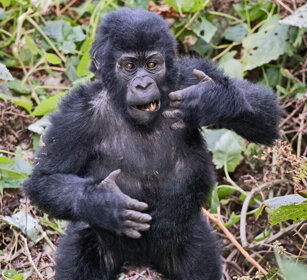Gorilla di montagna Uganda