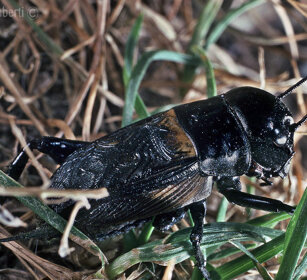 Grillo , Common Field-cricket Frossasco (To), Piemonte