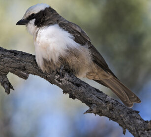 Averla testabianca (Eurocephalus anguitimens) Southern White-crowned Shrike, Etosha NP