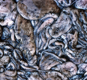 Polpi, Octopus St. Maries de la Mer, Camargue