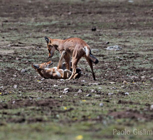 Lupi del Simien juv. (Canis simiensis) Simien Wolves juv., Sanetti plateau