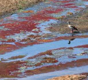 Oca egiziana (Alopochen aegyptiacus) Egyptian Goose, Kruger NP, Letaba river
