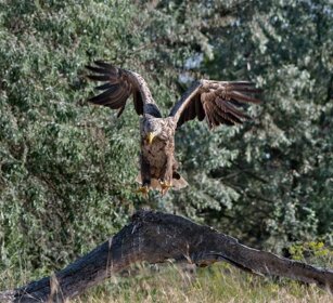 Aquila di mare (Haliaeetus albicilla) White-tailed Eagle Aquila di mare (Haliaeetus albicilla) White-tailed Eagle