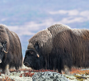 Buoi muschiati (Ovibos moschatus), Muskoxen parco nazionale di Dovrefjell, Dovrefjell NP