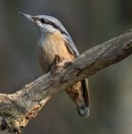 Picchio muratore (Sitta europaea), Nuthatch Polonia, Poland