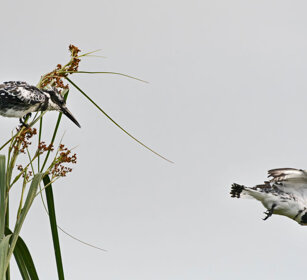 Martin pescatore bianconero Uganda