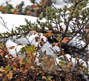 Ground Squirrel, Banff NP