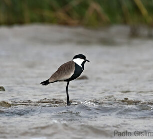 Pavoncella armata (Vanellus spinosus) Spur-winged Plover, lago Zway, lake Zway