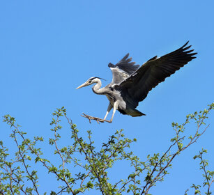 Airone cenerino (Ardea cinerea), Grey Heron Piemonte, Piedmont